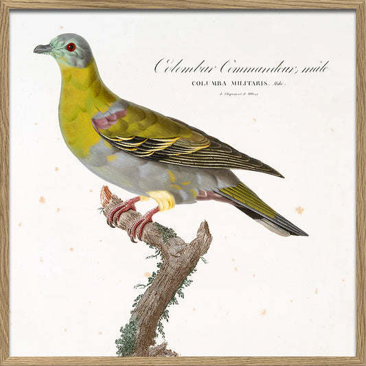 Dyb. "Colombar Commandeur"