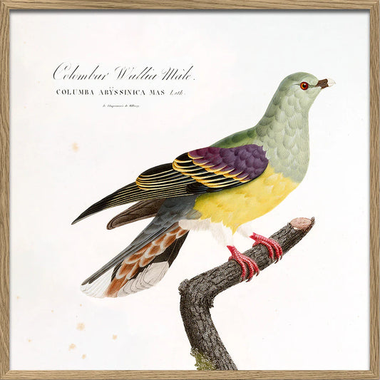 Dyb. "Colombar Wallia"