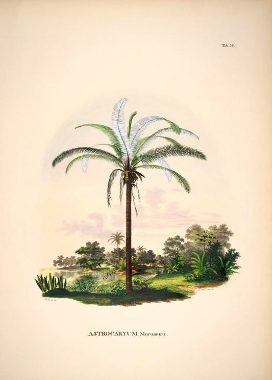 Dyb. "Astrocaryum Murumurú"