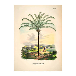 Dyb. Palme Paar Zylinder 30x40