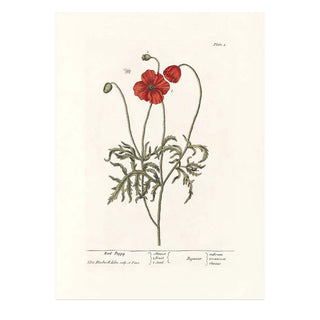 Dyb. "Red Poppy"