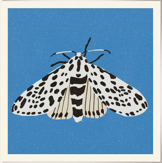 PSTR - Enikö Eged "Tiger Moth"