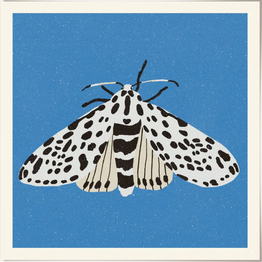 PSTR - Enikö Eged "Tiger Moth"