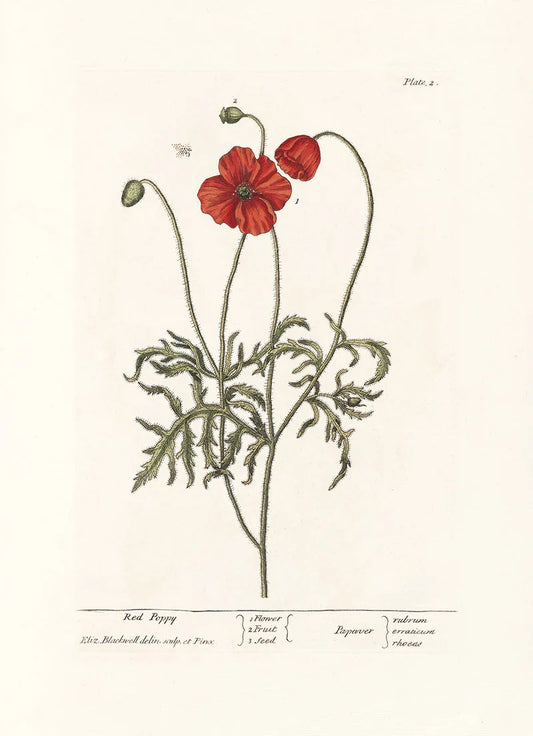 Dyb. "Red Poppy"