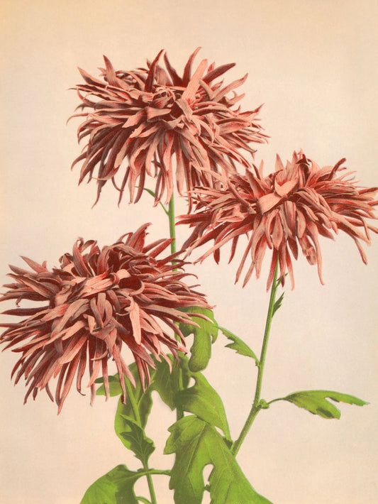 Dyb. "Red Chrysanthemum"