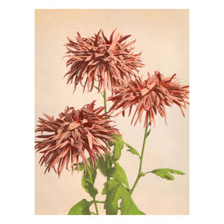 Dyb. "Red Chrysanthemum"