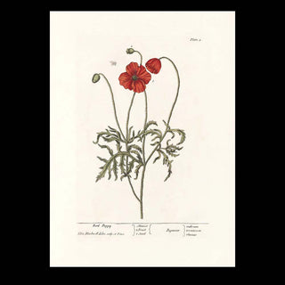 Dyb. "Red Poppy"