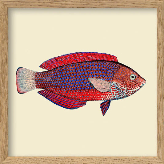 Dyb. Miniprint Red & Purple Fish