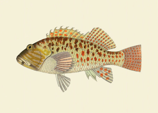 Dyb. Fisch "Rusty"