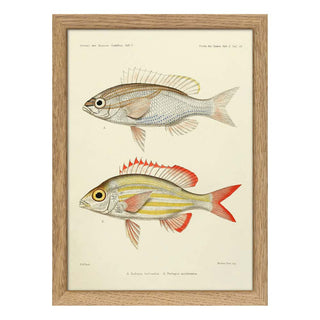 Dyb. Fisch "Threelined Monocle Beam and Yellow Striped Squirrelfish"