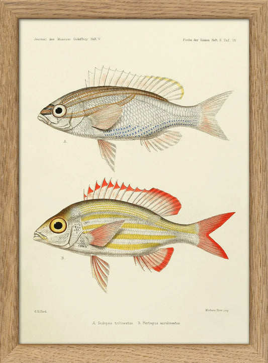 Dyb. Fisch "Threelined Monocle Beam and Yellow Striped Squirrelfish"