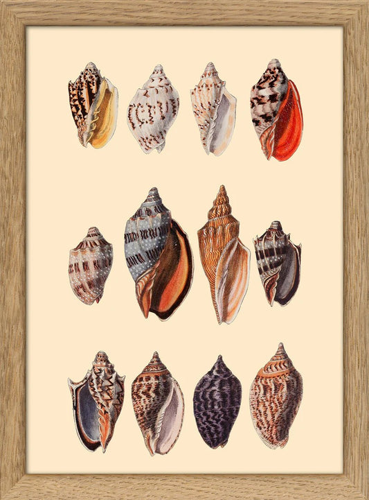 Dyb. "Twelve Multi Colored Sea Shells"