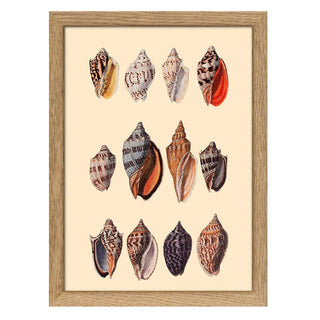 Dyb. "Twelve Multi Colored Sea Shells"