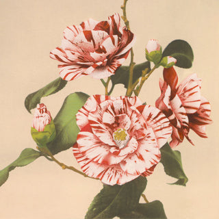 Dybdahl "Striped Camelias"