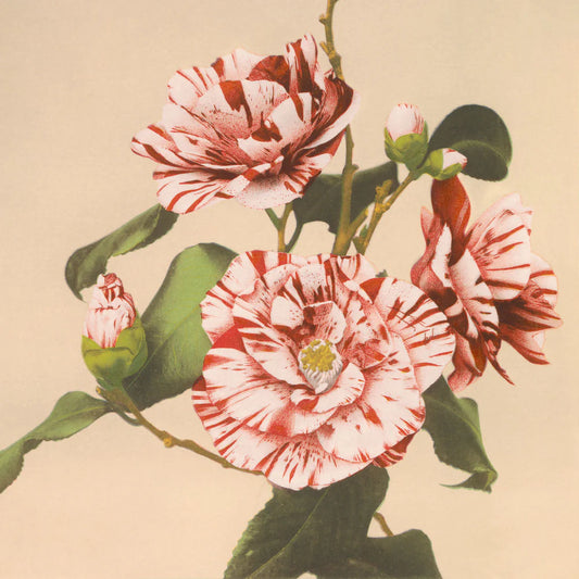Dyb. "Striped Camelias"