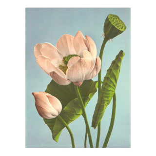 Dyb. "Triple Lotus"