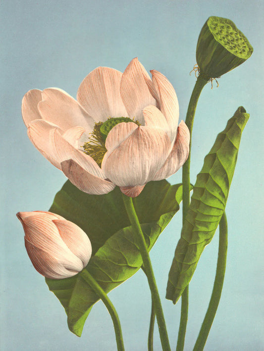 Dyb. "Triple Lotus"