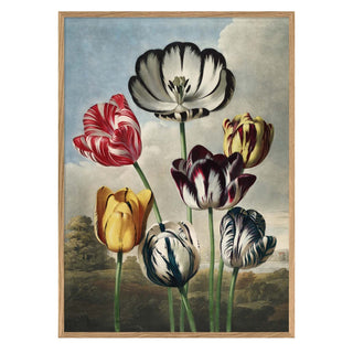 Dybdahl Tulpen