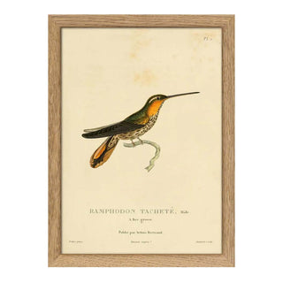 Dyb. Kolibri, oranger Hals