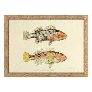 Dyb. Fisch "Two Hawkfish"