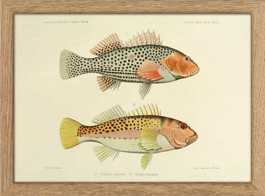 Dyb. Fisch "Two Hawkfish"