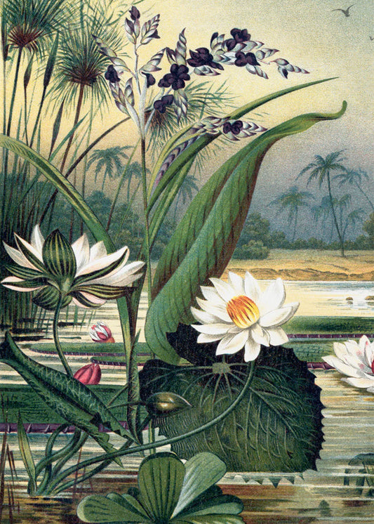 Dyb. "Water Plants Left Side"