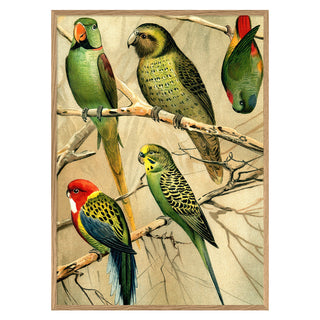 Dyb. Wellensittich & Kollegen 30 x 40 cm