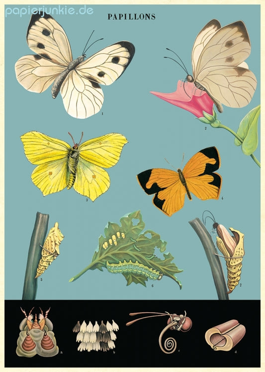 Cavalli. Papier Scmetterlinge