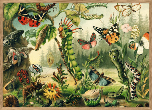 Dyb. Schmetterling Raupen 30x40