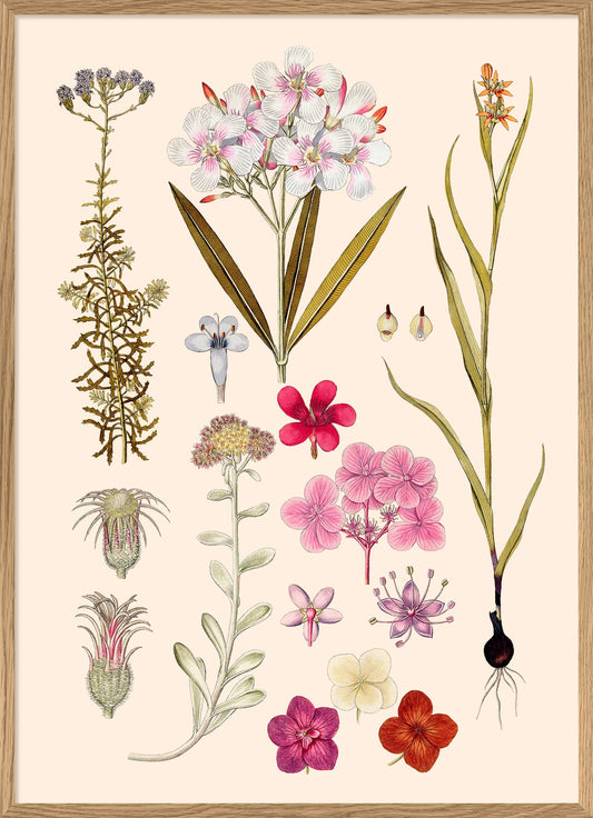Dyb. 30x40 Nerium Odorum