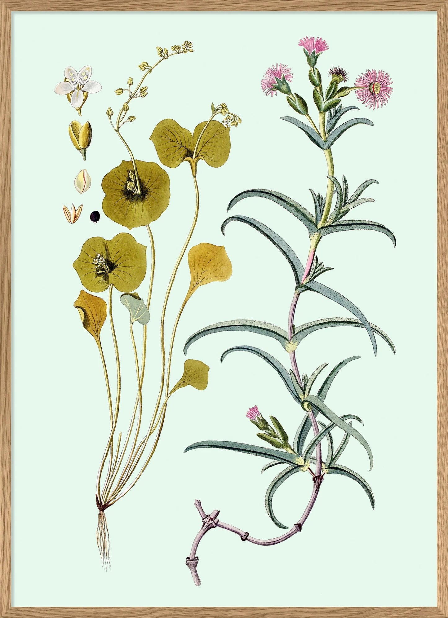 Dyb. 30x40 Mesembryanthemum Aduncum