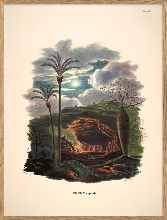 Dyb. Palme & Höhle 30x40