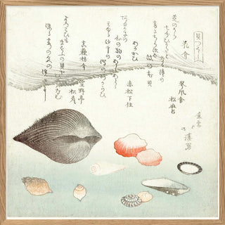 Dyb. Asia Muscheln