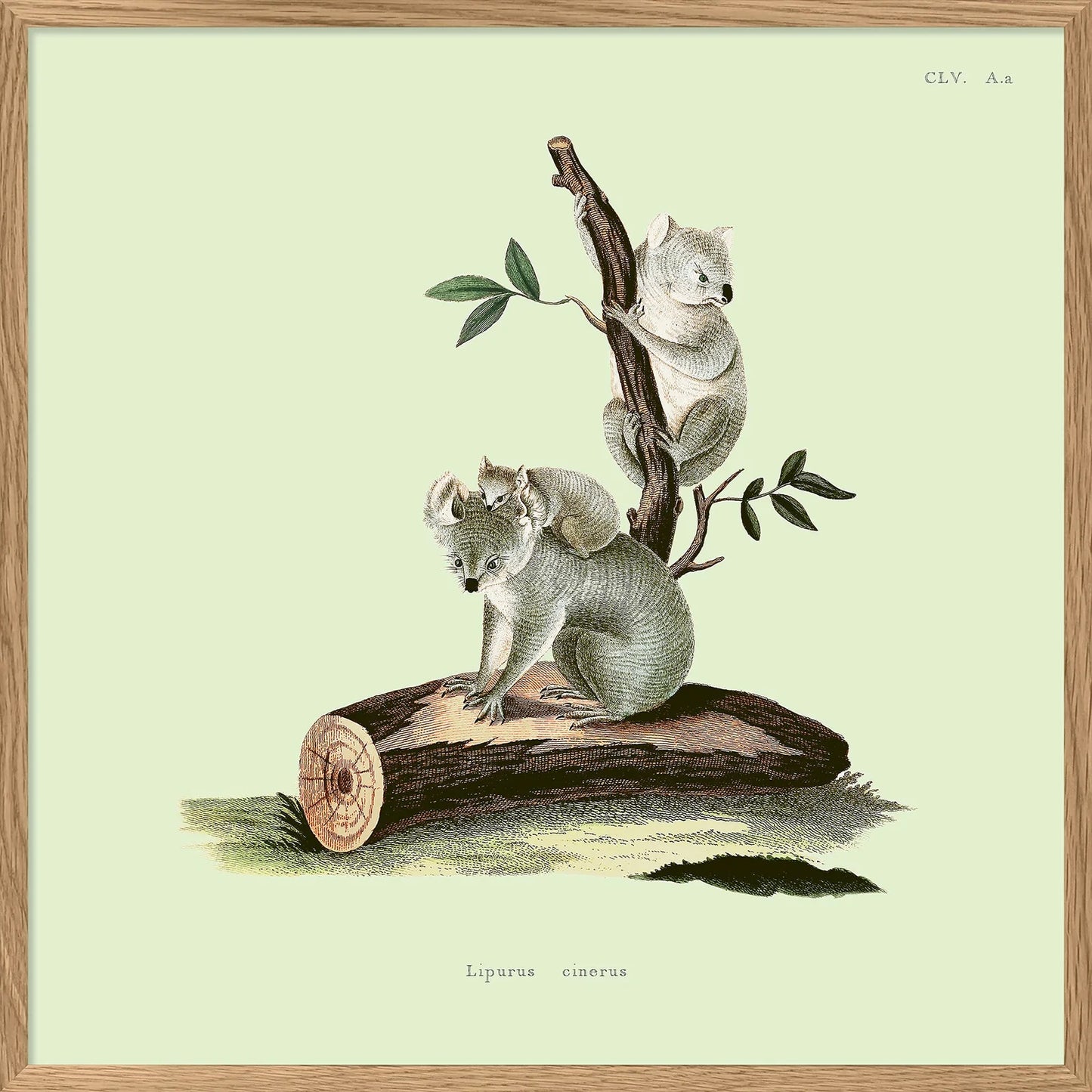 Dyb. Koala 15 x 15 cm