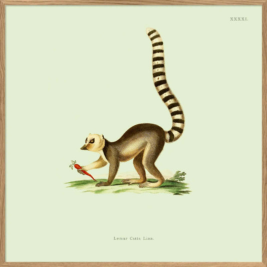 Dyb. Lemur laufend 30x30