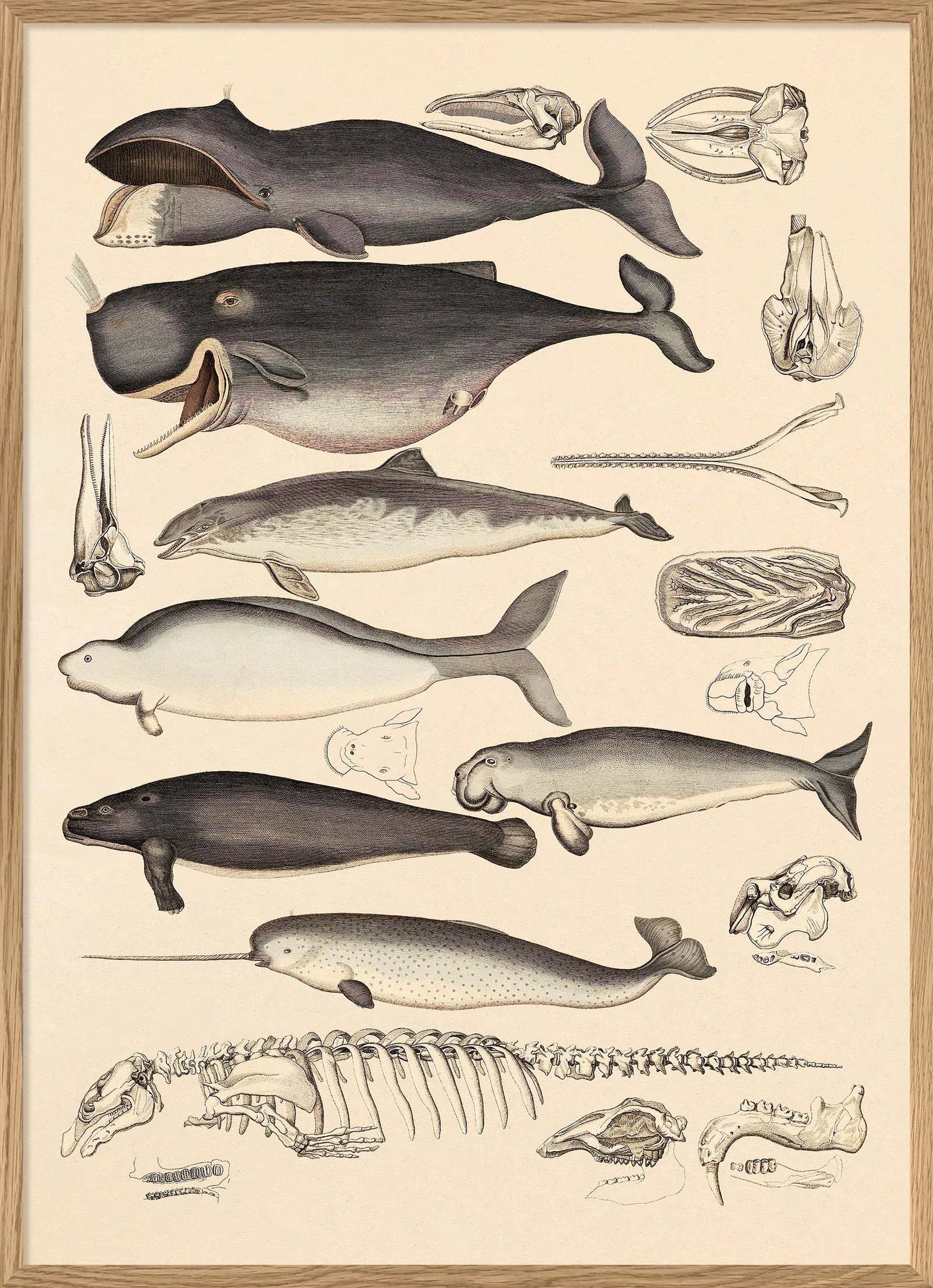 Dyb. Wale 30 x 40