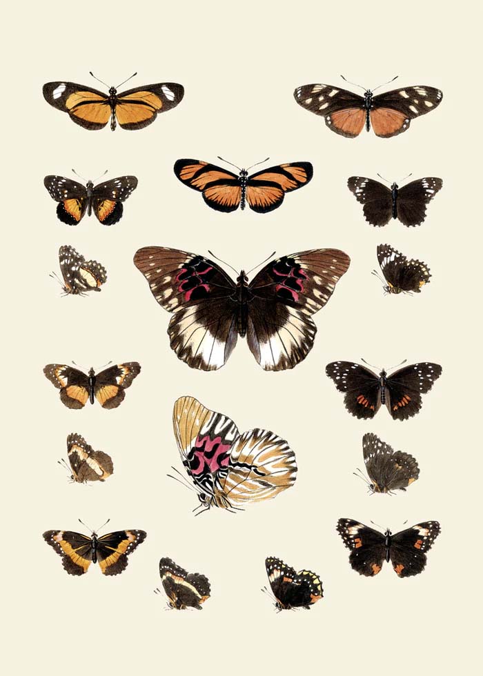 Dyb.Schmetterlinge braunorange 30 x 40