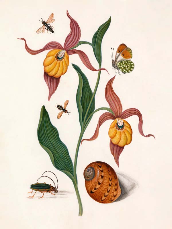 Dyb. Orchidee - Insekten 30 x 40