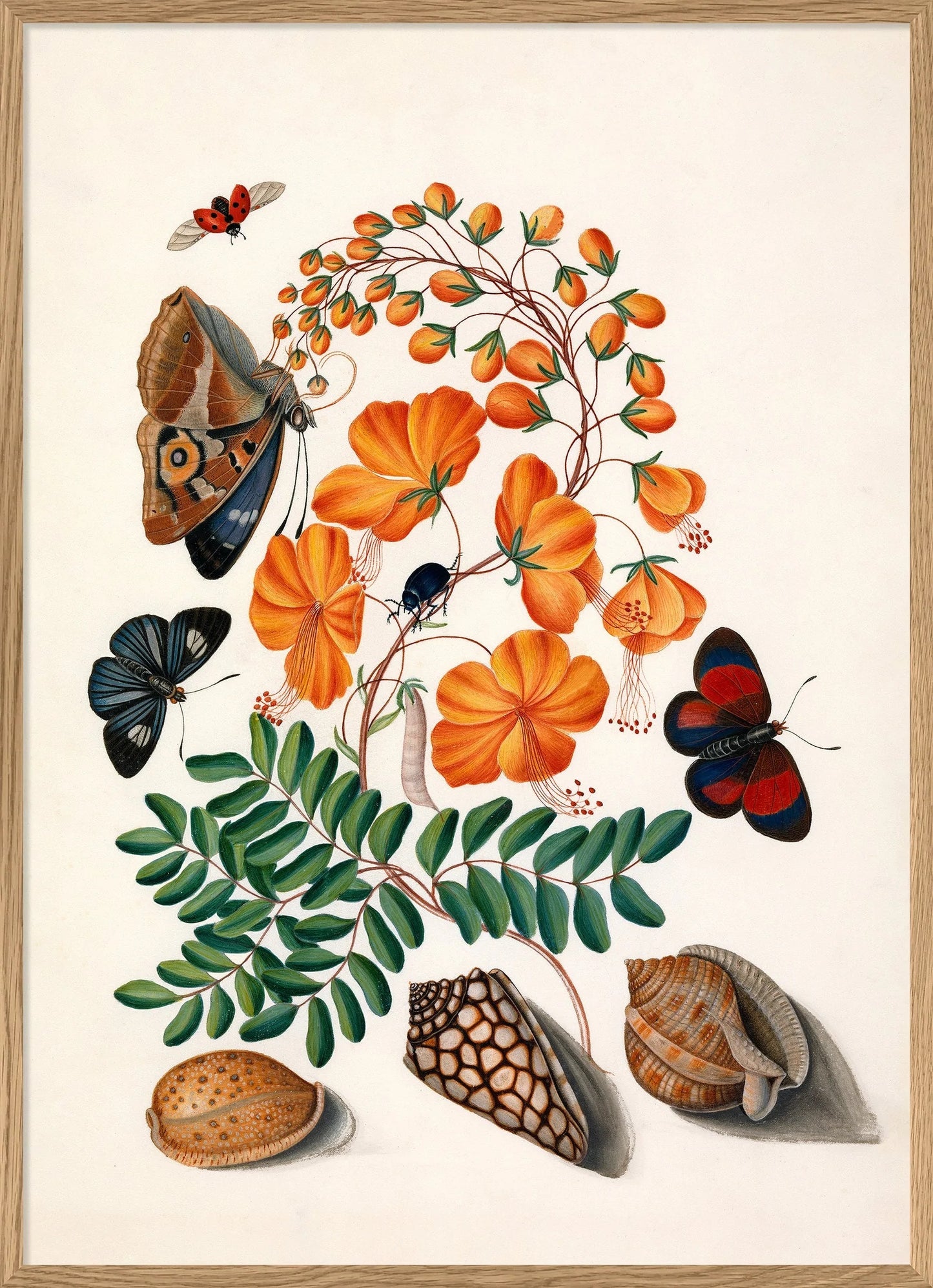 Dyb. Blume orange, Schmetterlinge, Muscheln 70x100