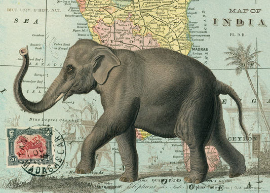 Cavalli. Papier Elefant