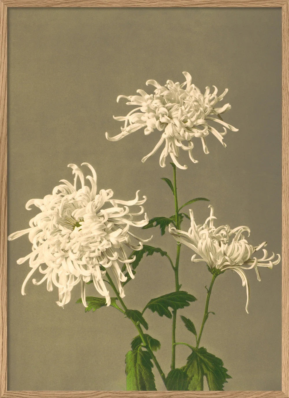 Dyb. White Chrysanthemum