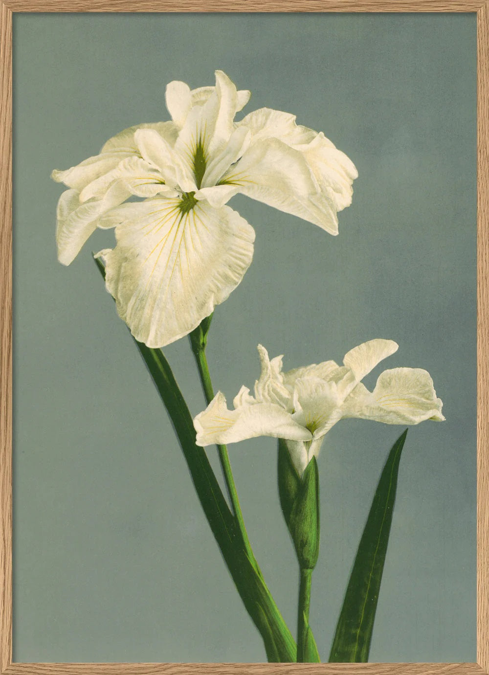 Dyb. Blumenprint Iris Laevigata