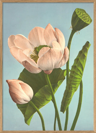 Dyb. Triple Lotus