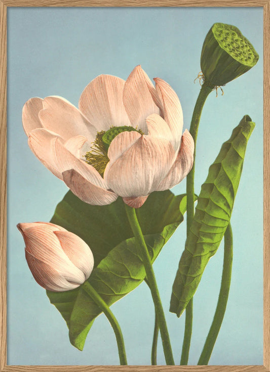 Dyb. Triple Lotus