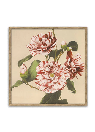 Dyb. 61x61 Striped Camellias