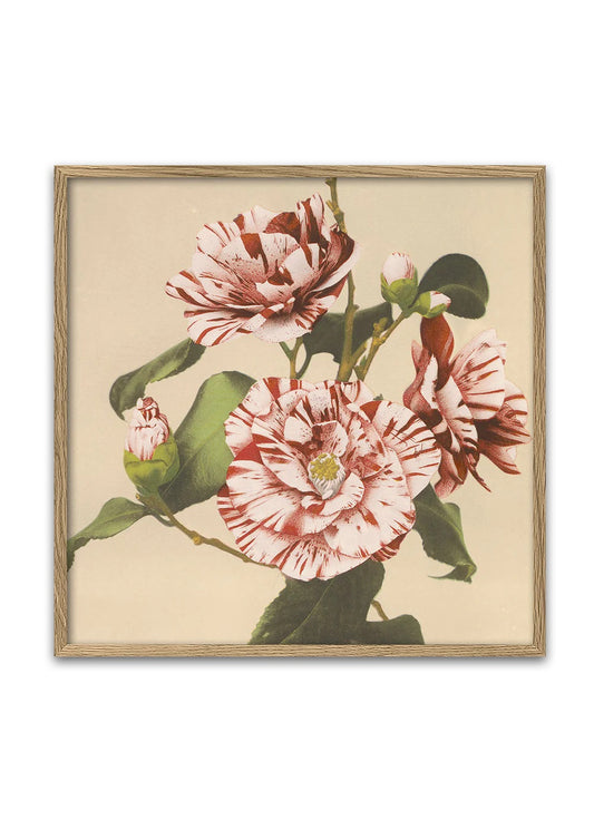Dyb. 30x30 Striped Camellias