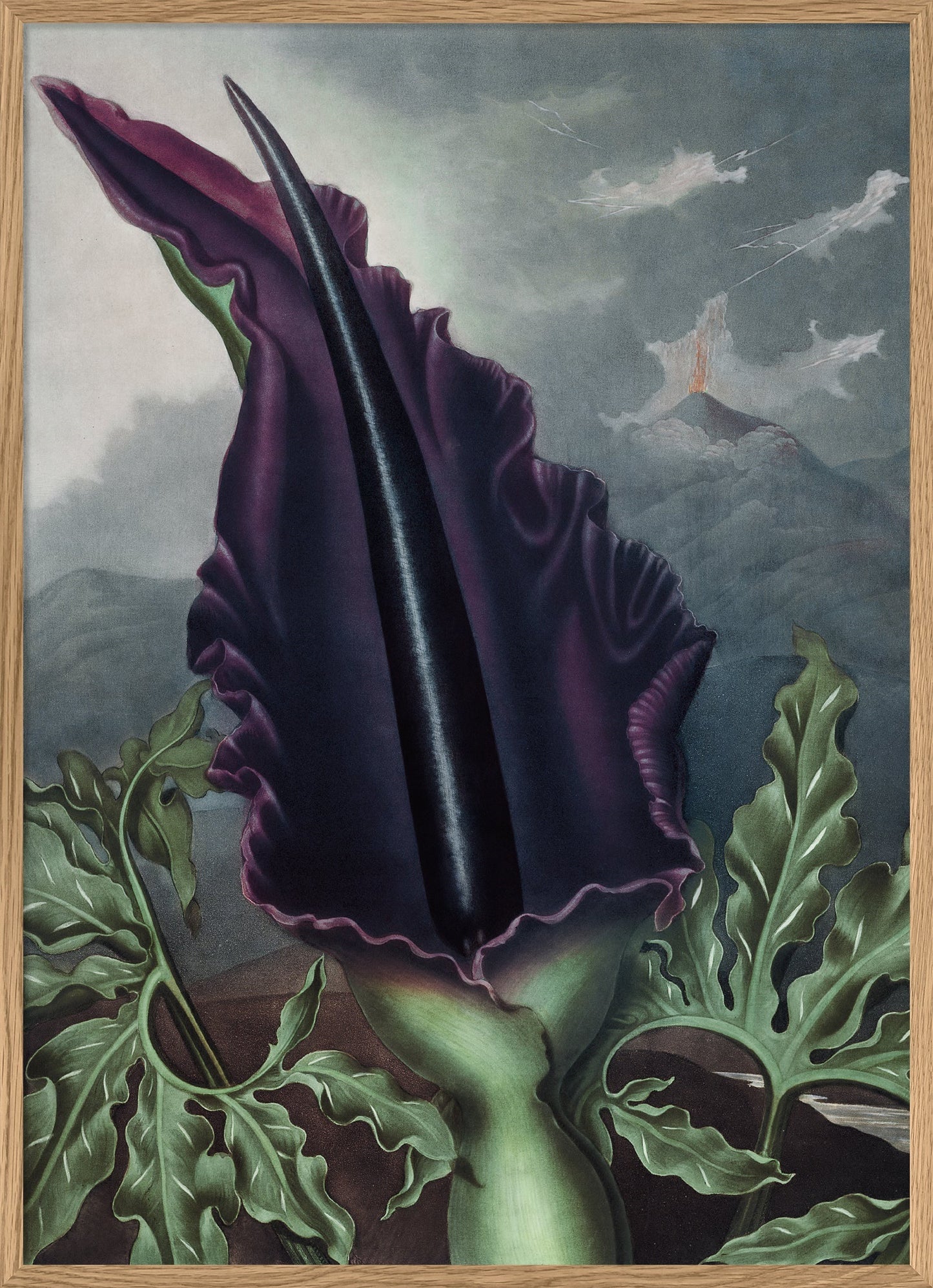 Dybdahl Orchidee schwarz, 70x100