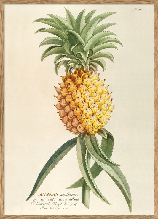 Dyb. Ananas