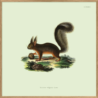 Dyb. Eichhörnchen