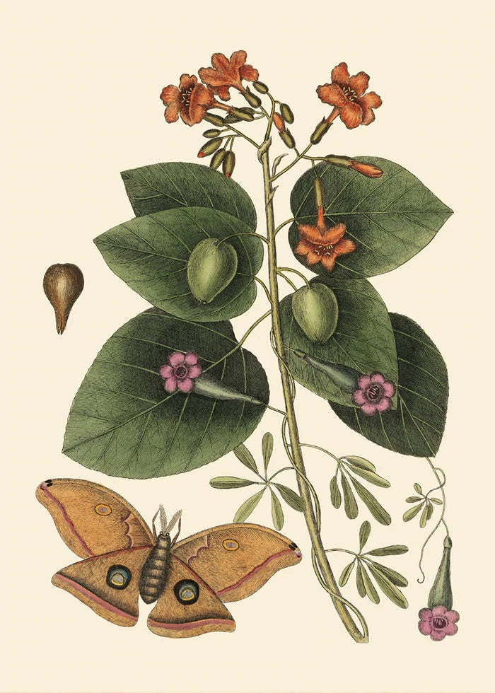 Dyb. Blume - oranger Schmetterling 30x40